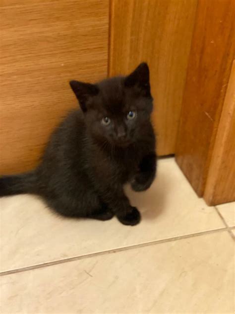 &nbsp; She&39;s lived with other cats and dogs and human adults. . Black kitten for sale